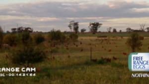 Farm Pride outdoor campaign shows just how "free range" its eggs are